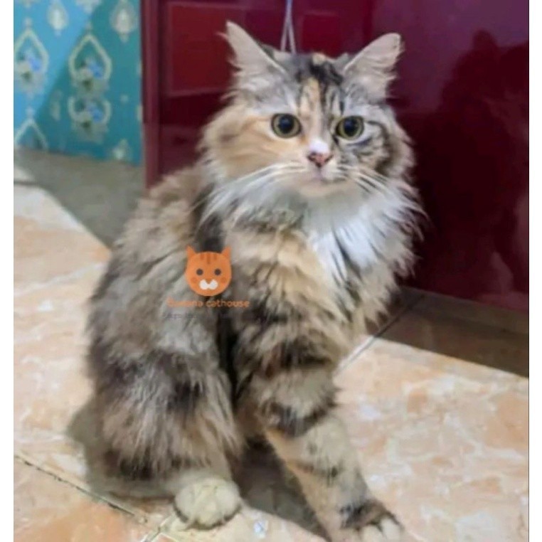 kucing Persia maincone norwegian forest