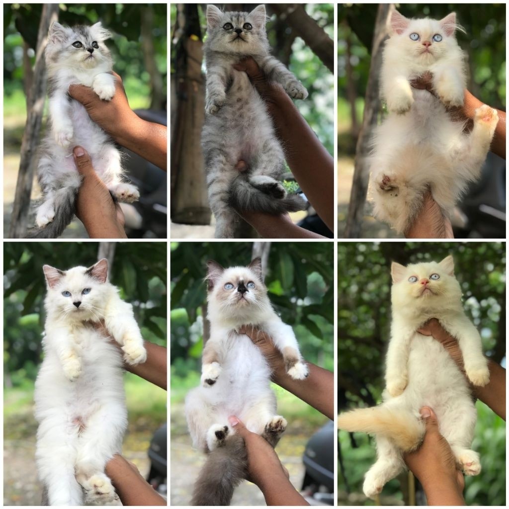 JUAL ANAK KUCING ANGORA ANGGORA BSH SHORTHAIR LONGHAIR BULU KAPAS FLATNOSE PEAKNOSE