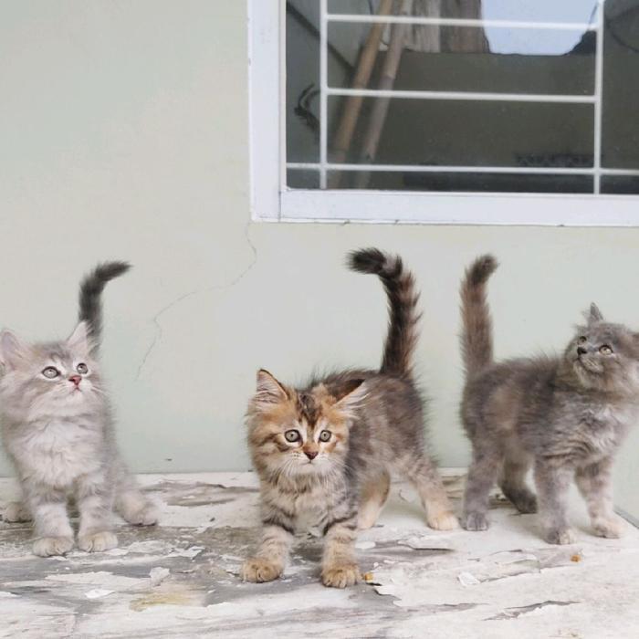kucing kitten persia medium MURAH
