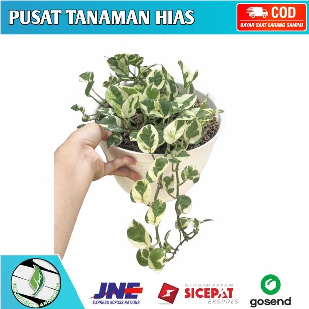 Tanaman hias gantung sirih gading enjoy-bunga hidup-tanaman hias hidup-bunga gantung hidup(tanaman h