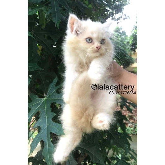 kucing mainecoon/ Norwegian/persia betina
