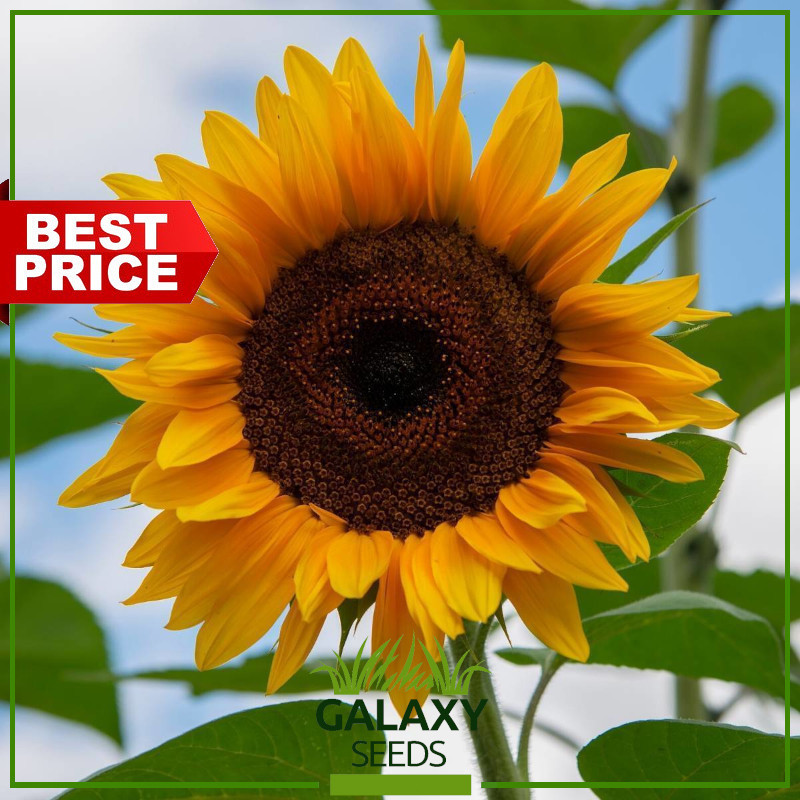 isi 20 Benih Biji Bunga Matahari Black Hole Benih Bibit Biji Bunga Matahari Sunflower Mammoth Grey S