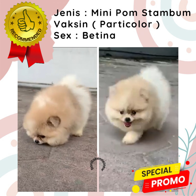 Anak Anjing Mini Pomeranian Stambum Jantan Mini Pom Snow White