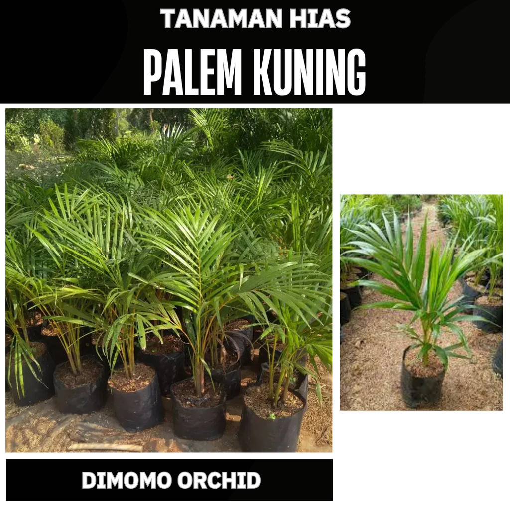 Palem Kuning Rumpun Besar | Tanaman Hias Indoor Outdoor Palem Bambu Rimbun Hidup