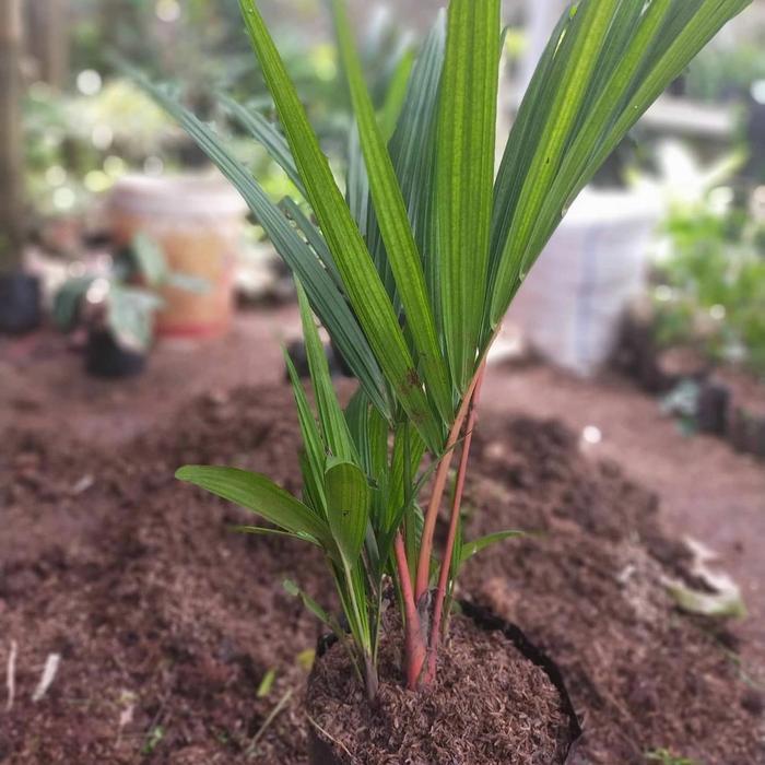 tanaman palm merah palem pinang merah
