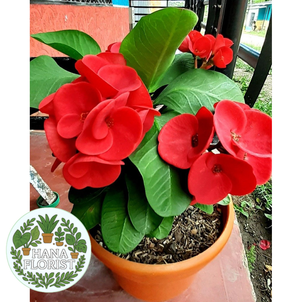 ( BISA BAYAR DI TEMPAT ) tanaman hias euforbia - bunga euforbia merah - eforbia