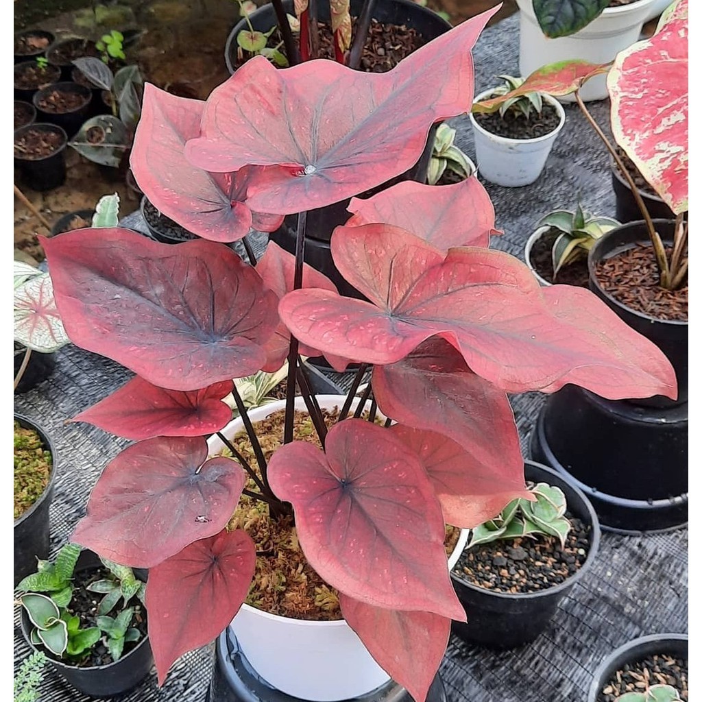 Umbi Caladium Chocolatos - keladi hias hybrid import