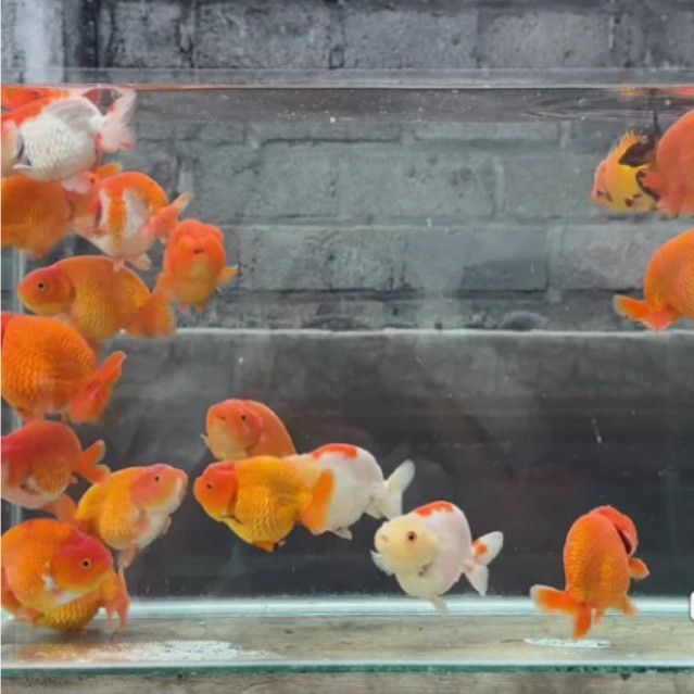 koki ranchu rw isi 2 pcs size 6-8cm siap pembesaran