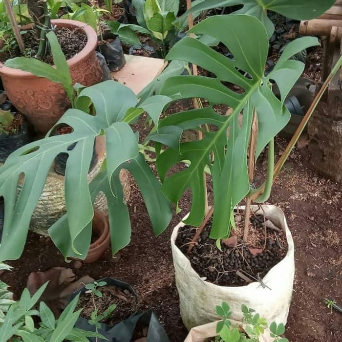 Tanaman Hias Monstera King Daun Besar