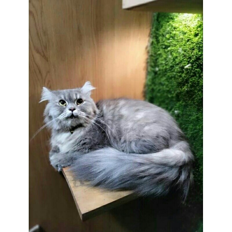 kucing persia flatnose betina 1thn (hamil)