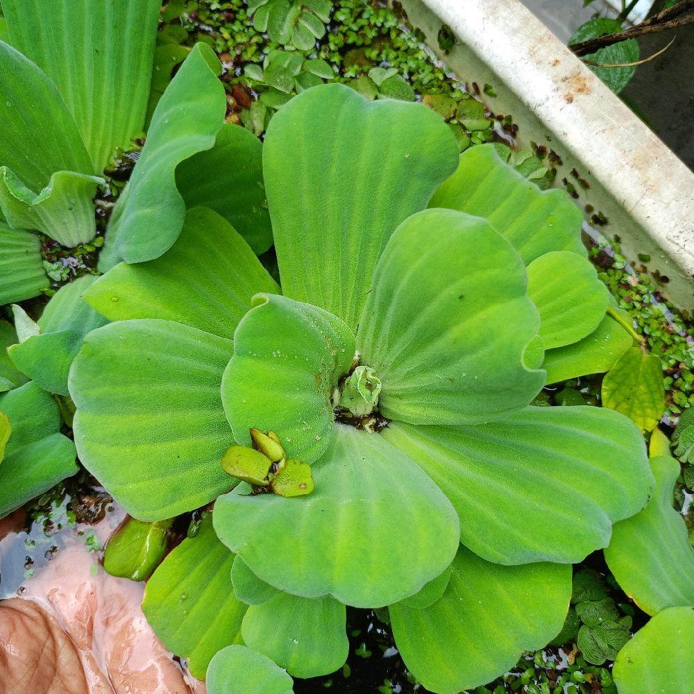tanaman hias air,apu-apu (pistia stratiotes) tanaman air,apu apu mawar kolam ikan