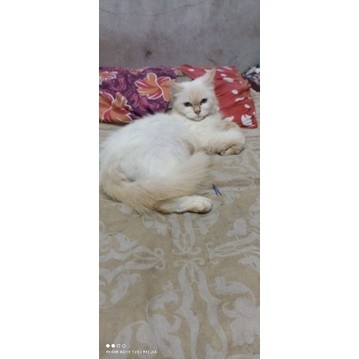 KUCING PERSIA/ANGGORA/HIMALAYA