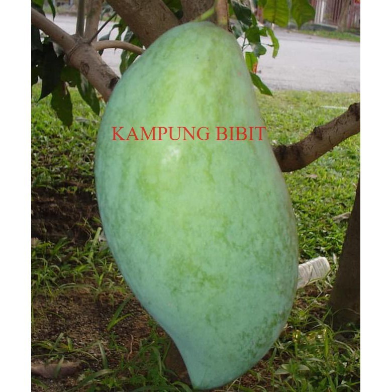 bibit mangga mahatir OKULASI