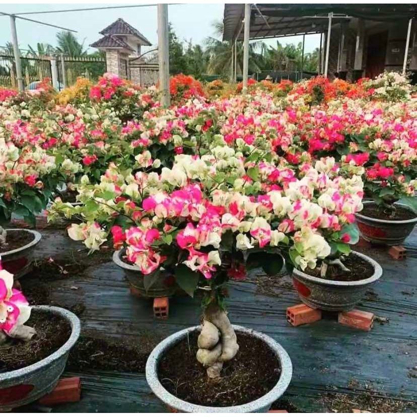 TANAMAN HIAS BUGENVIL BUNGA KERTAS WARNA WARNI