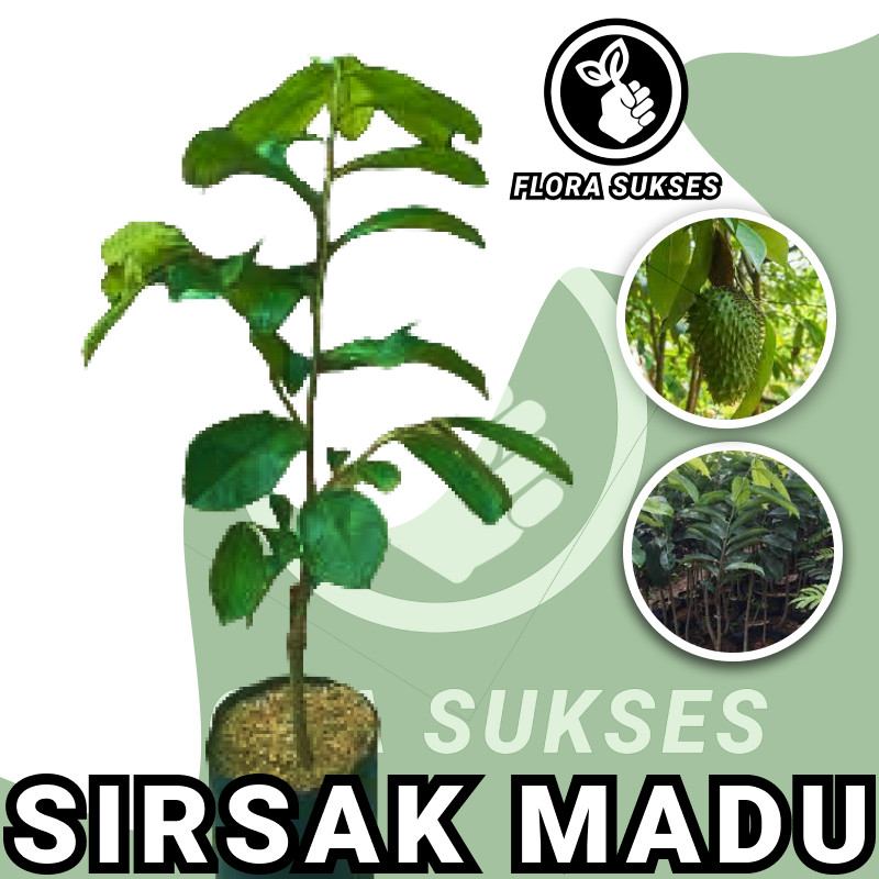 Bibit Tanaman Sirsak Madu Jumbo Okulasi Bibit Sirsak Jumbo