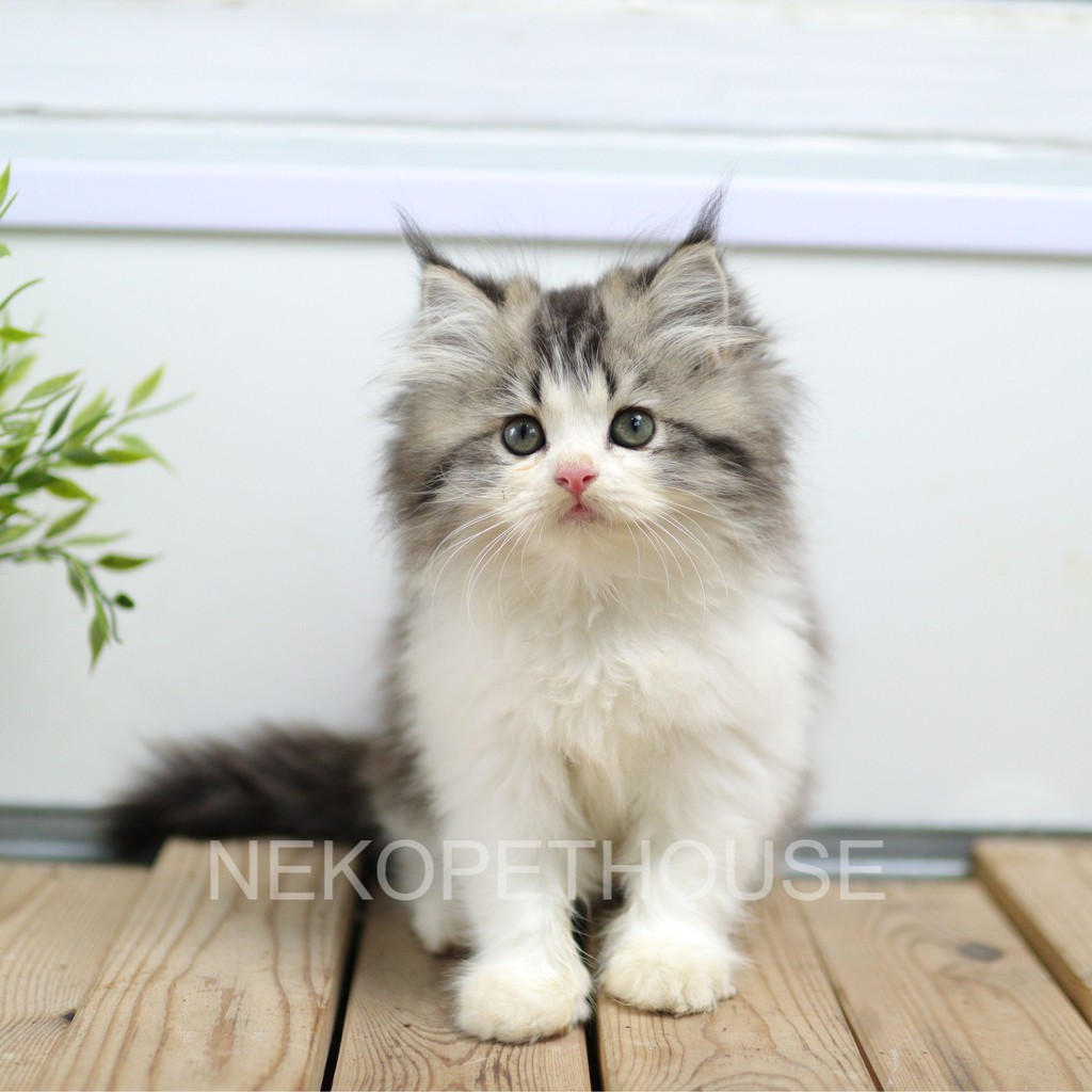 Kucing Kitten Persia Ragdoll Himalaya Norwegian dll