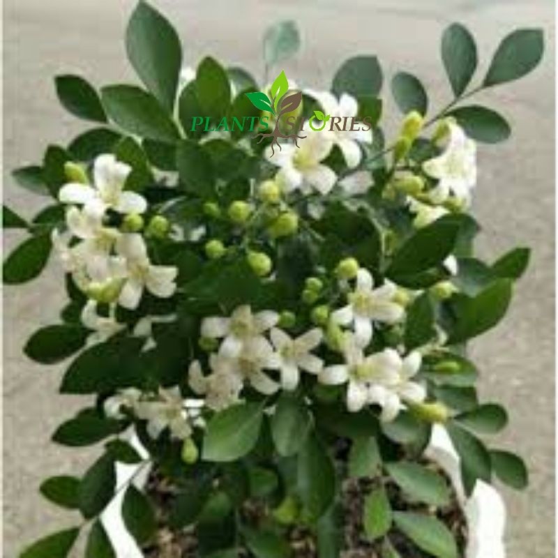 kemuning wangi mikro bahan bonsai tanaman hias hidup indoor + dengan pot nya Semarang Jawa Tengah ja