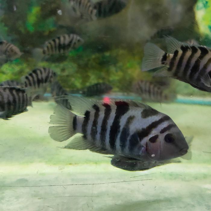 Promo IKAN HIAS BLACK CONVICT CICHLID ZEBRA TANKMATE AQUASCAPE Terlaris
