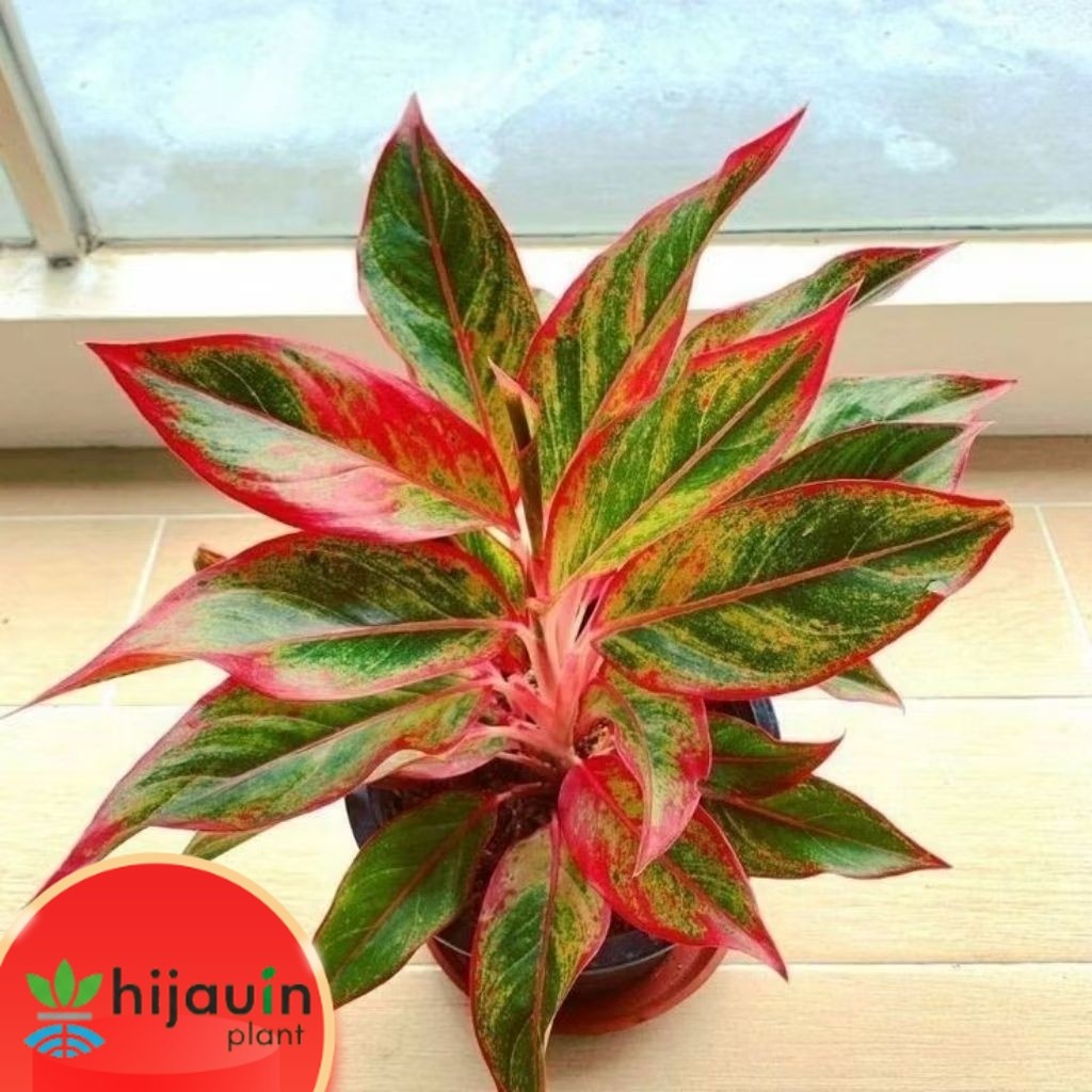 Tanaman Hias AGLONEMA Lipstik Aurora - Aglonema Siam Aurora - Aglonema Red Lipstik