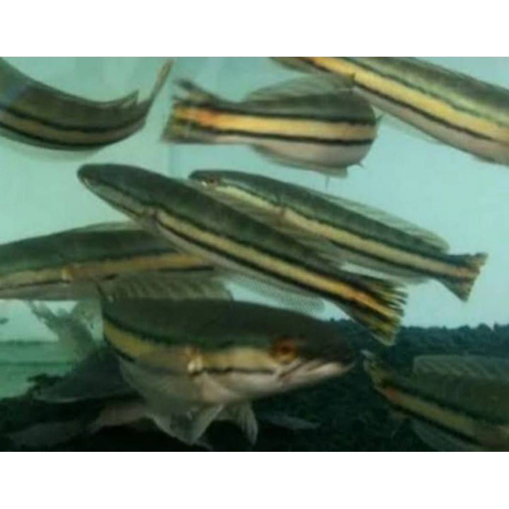 koleksi toman hijau size 10-14cm bergaransi