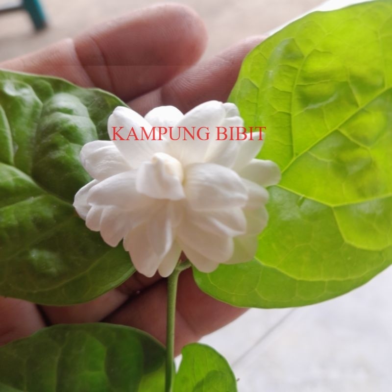 bibit melati tumpuk berbunga