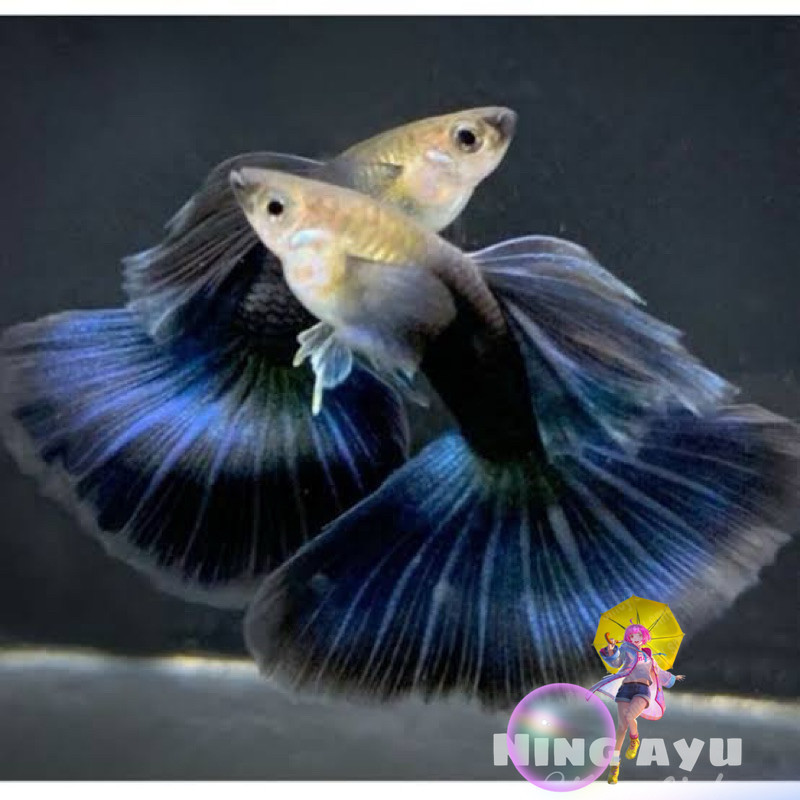 hiasan aquarium sepasang guppy hb drak blue siap kawin garansi DOA LIVEWALL