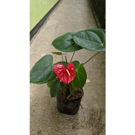Anthurium Merah Mini - tanaman bunga anthurium MURAH