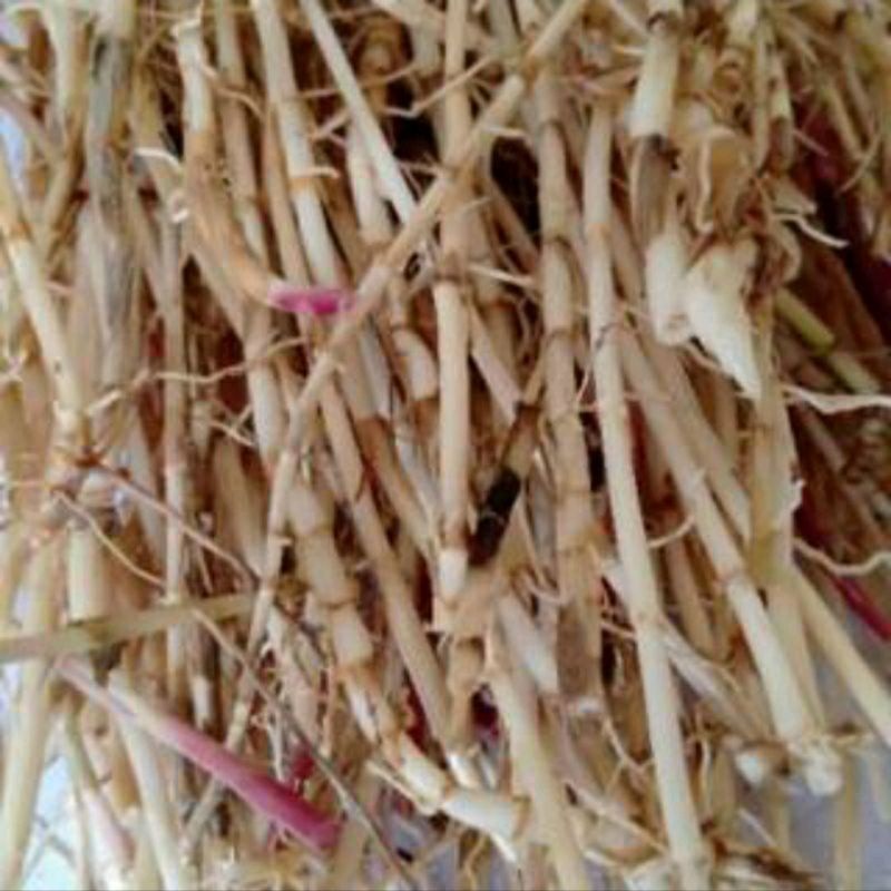 Akar Alang alang segar 250gr ilalang Alangalang /Akar Alang-alang fresh / akar alangalang buat obat 