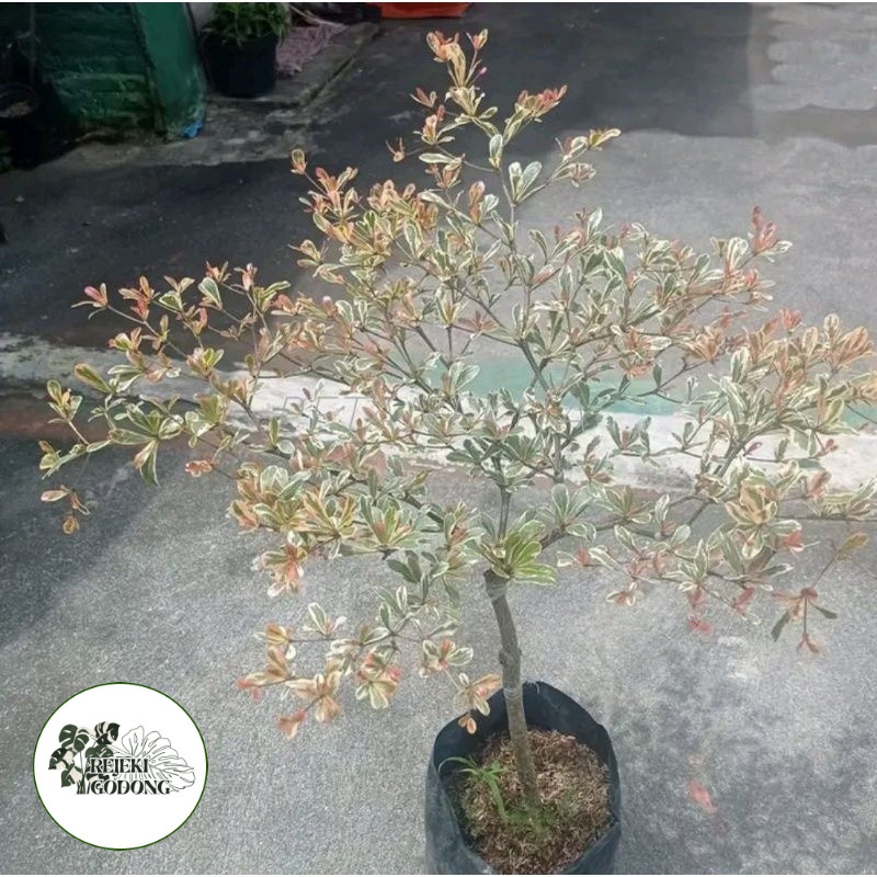 Tanaman Hias Ketapang Kencana Variegata - ketapang varigata