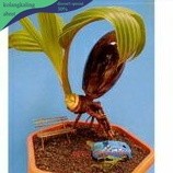 Bahan bonsai kelapa minion hijau / bibit kelapa hijau gading lonjong