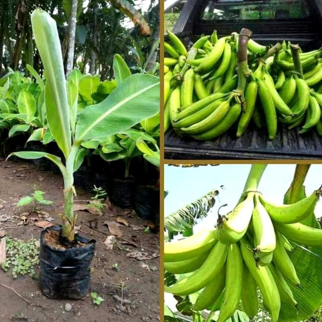 MURAH!! BIBIT Pisang tanduk madu / pisang manis madu terlaris