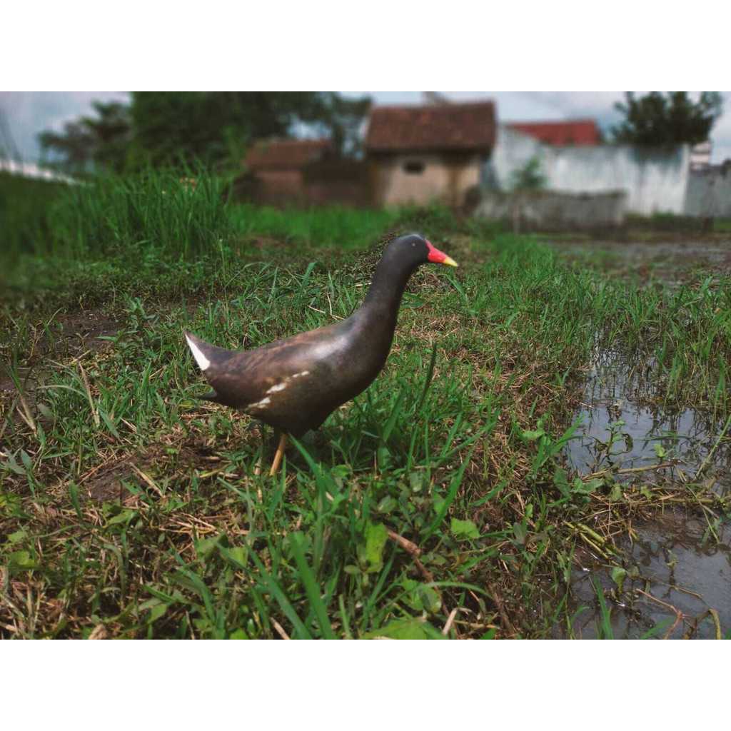 PATUNG JONTROT BURUNG PERUK / MANDAR BATU / MANDAR HITAM MIRIP ASLI - BAHAN SPONS TEBAL AMPUH UNTUK 