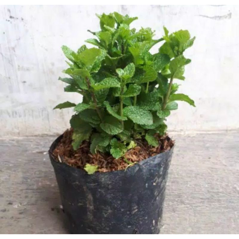 Bibit Daun Mint Segar