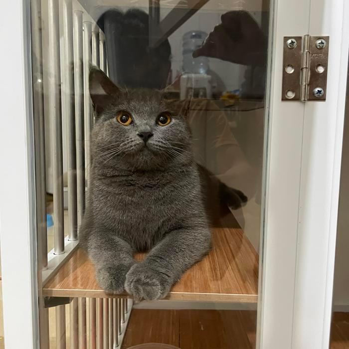 Kucing British Short Hair