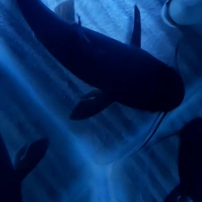 Promo IKAN HIAS PAPUA SHARK CATFISH BLACK LIMITED STOCK Terlaris