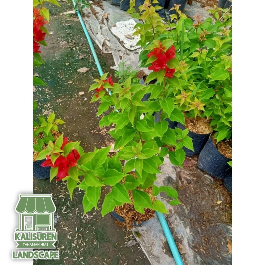 Bugenvil ekor musang merah / bunga bugenvil