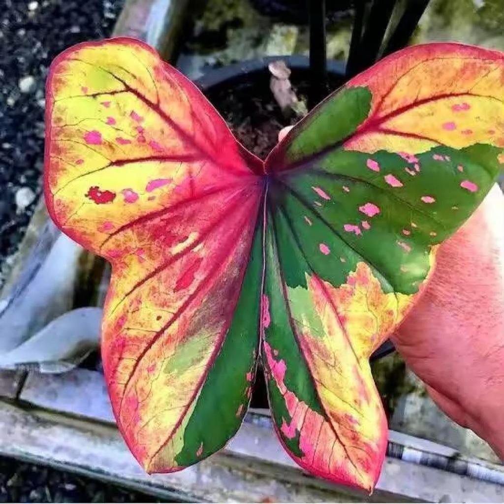 Bonggol Umbi Caladium thailand 014 Keladi