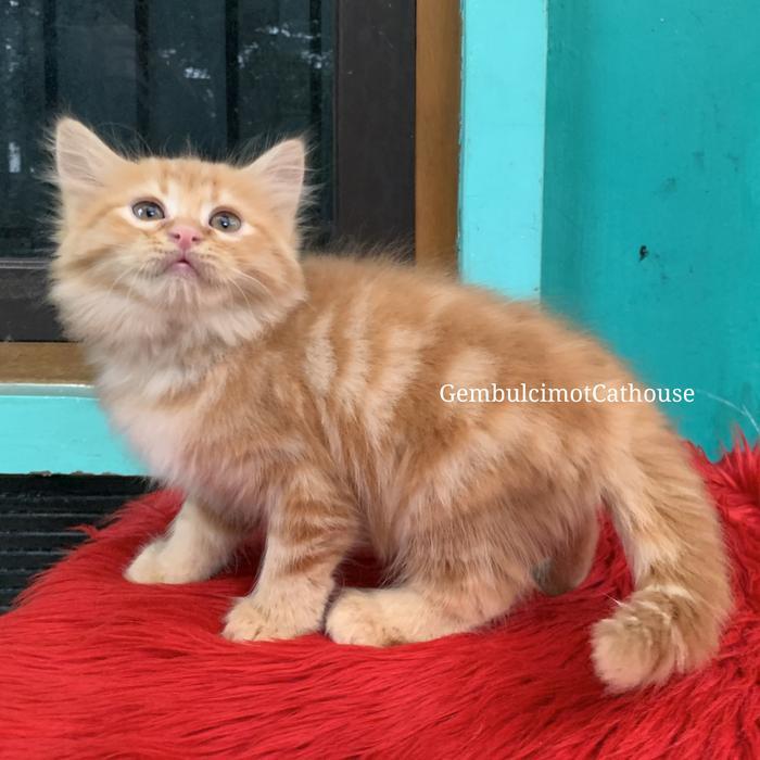 Kitten Persia Mix Mainecoon Bigbone Bulu Kapas Longhair - Red Tabby