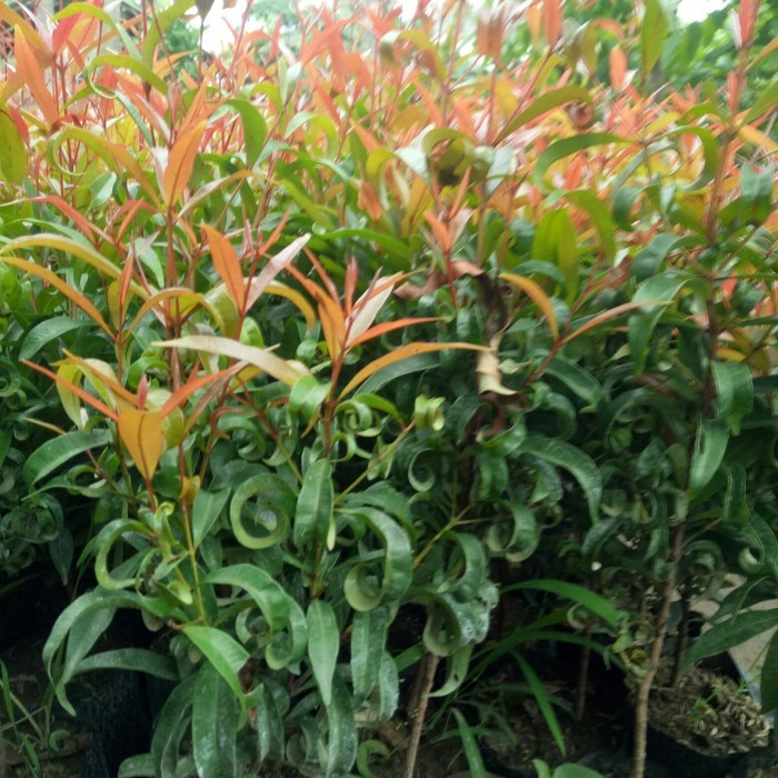 bunga pucuk merah