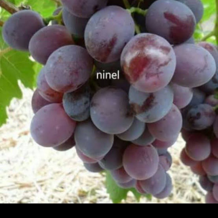 bibit anggur ninel grafting( unggul buah lebat)