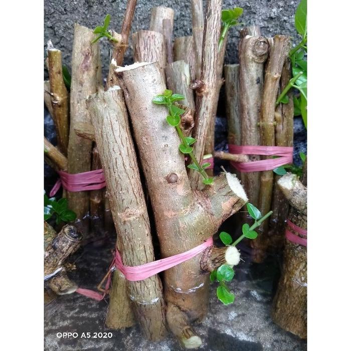 stek Sancang murah ..