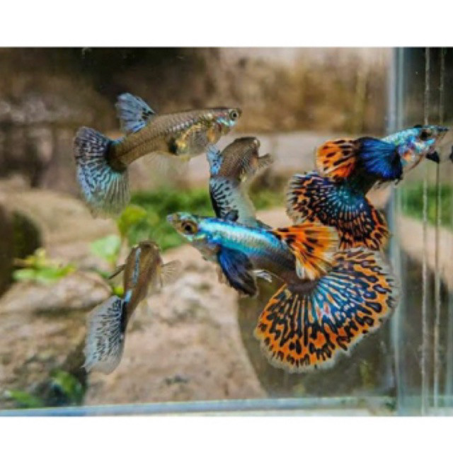 hiasan aquarium Guppy prmbe bagus grade sepasang gupi