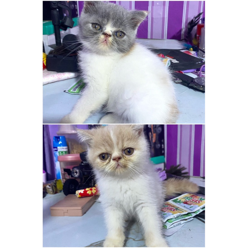 kucing persia peaknose exotic