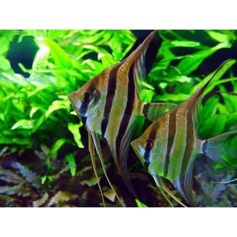 Hiasan Aquarium Manfish Altum Ikan Air Tawar ( ISI 2 )