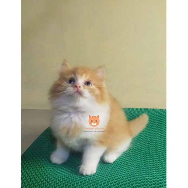 kucing Persia lucu Oren putih
