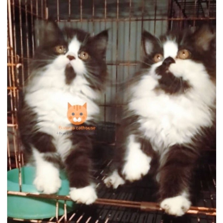 kucing hitam putih