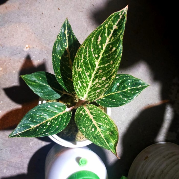 Promo bibit bonggol aglonema jt3000 jt 3000