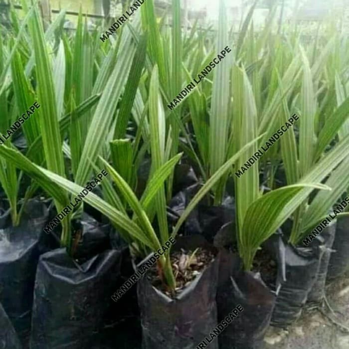 Bibit Pohon Kurma Azwa - Tanaman Kurma Azwa