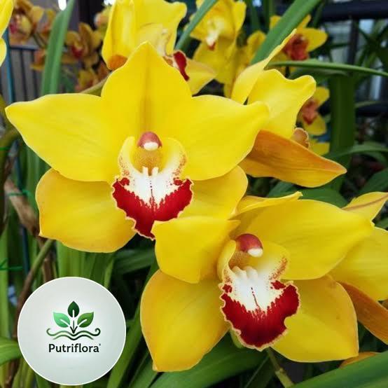 NEW Anggrek Cymbidium aussie Sunsprite kuning - Tanaman Hias Anggrek Tanah