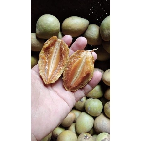 Buah sawo madu super manis